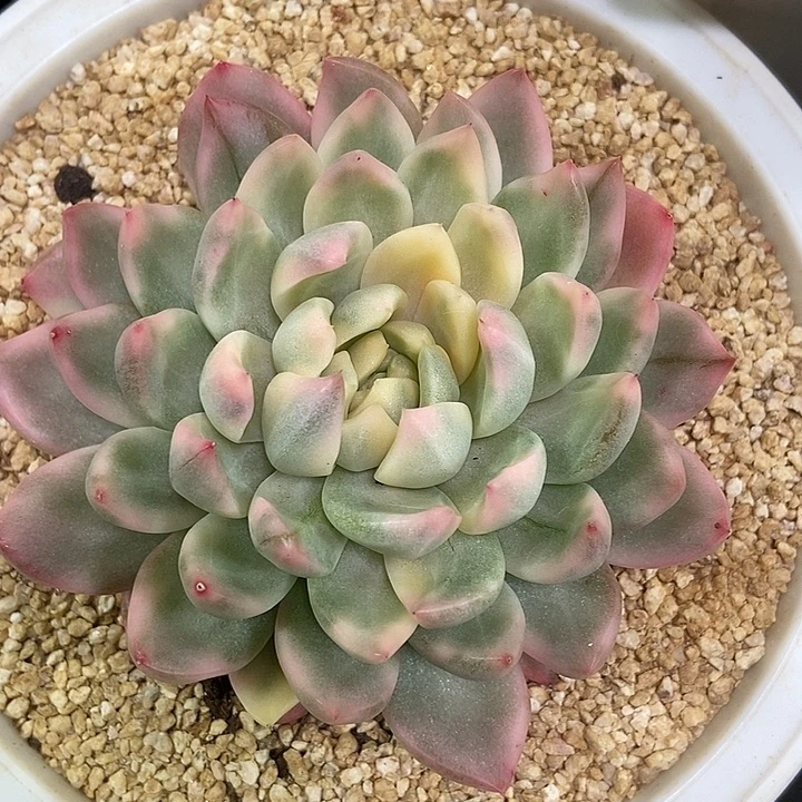 冰心公主锦多肉植物