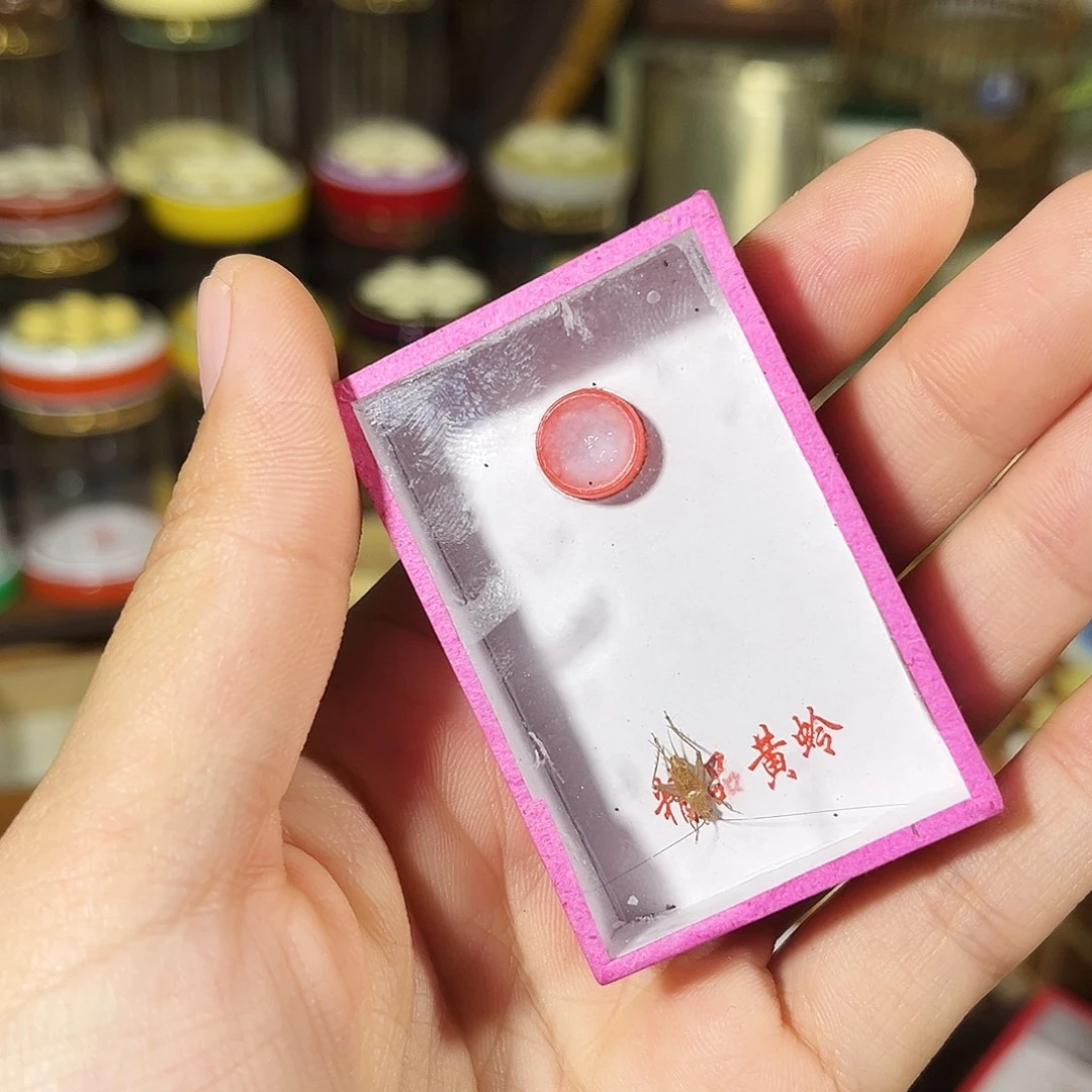 蟋蟀一只人工中黄蛉+麦片