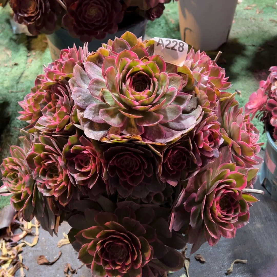 飘*?228莲花座拉丝法师多肉