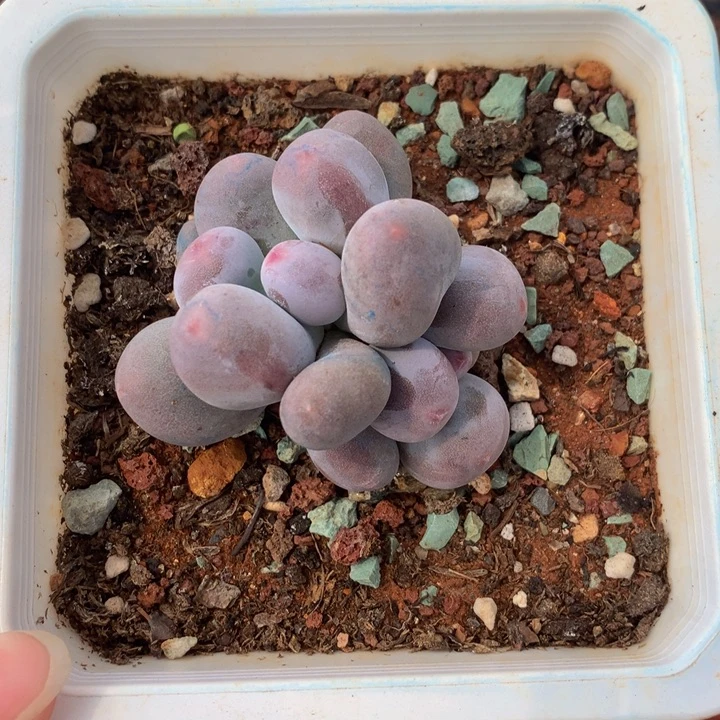 精控小米可奶多肉