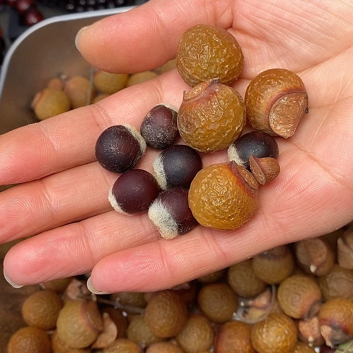 往***生佛心果手串无患子散籽带壳原果红色籽