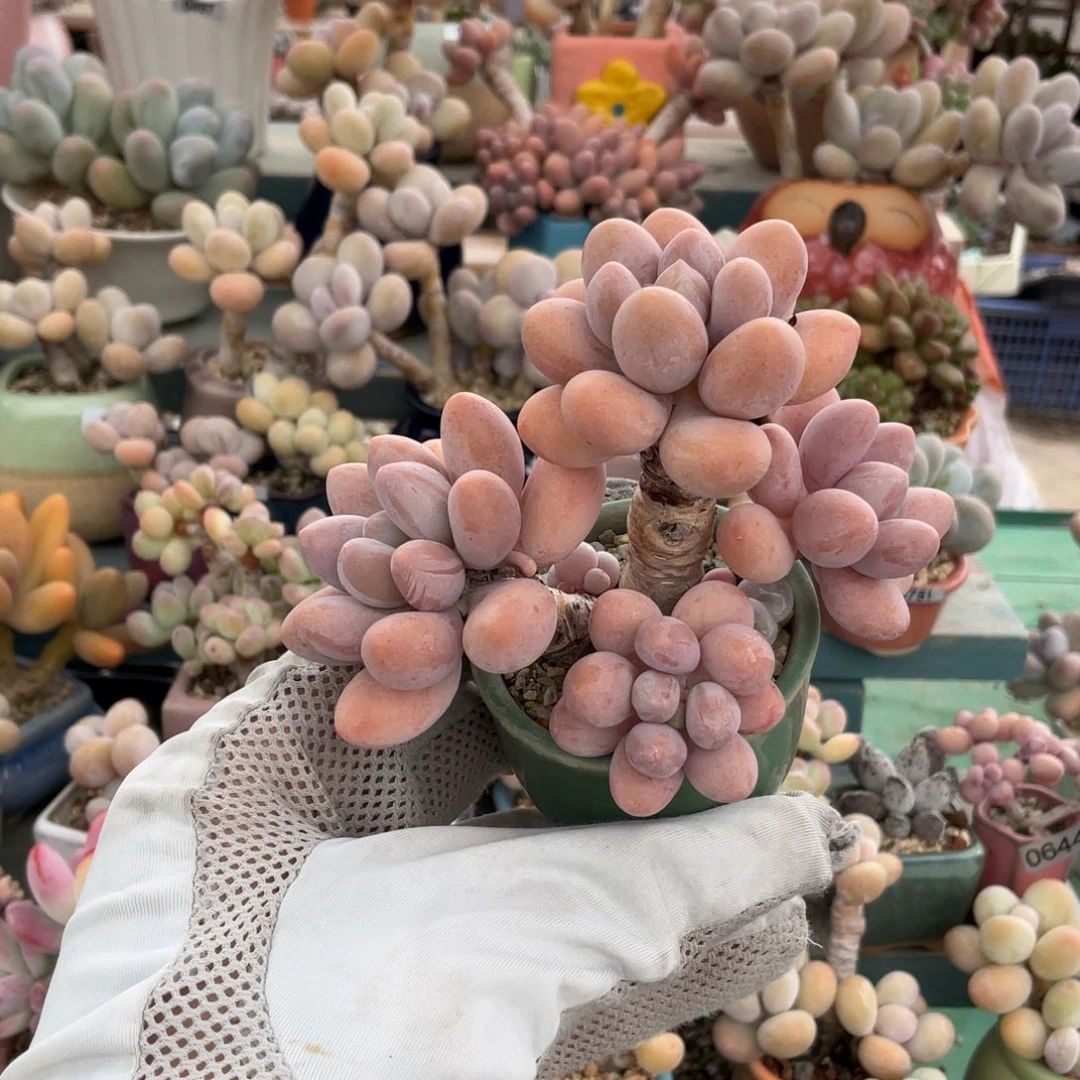 多肉植物的生长发育