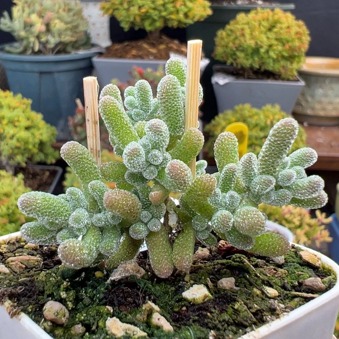 dy3905小可爱冰晶冠幅4.5cm