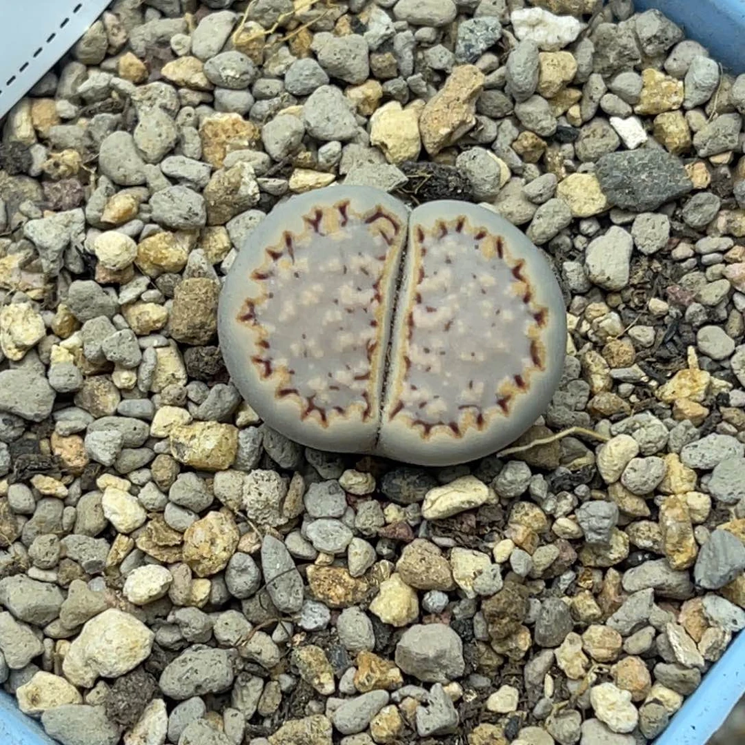 5335糖霜饼干1尺寸2.1