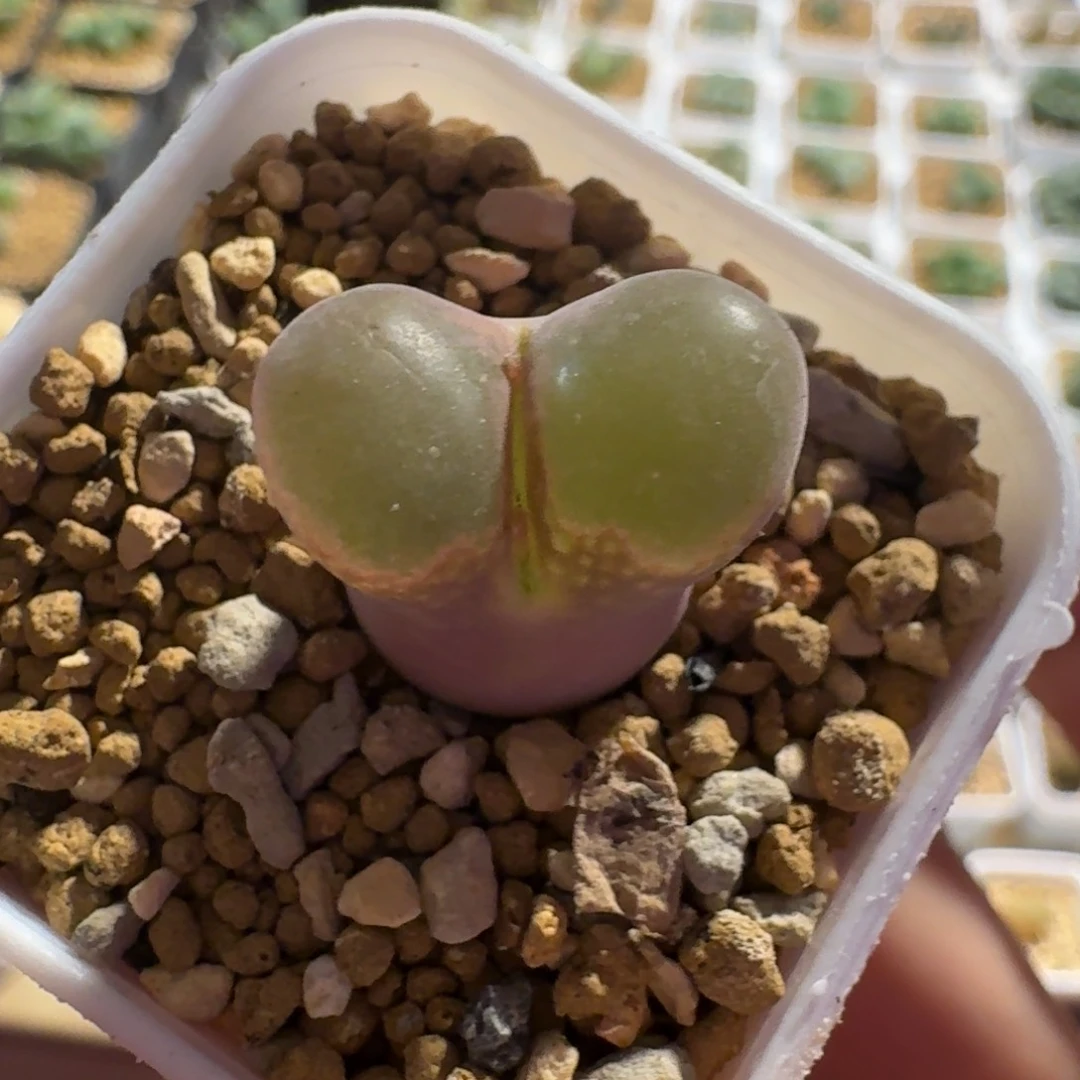 湖***任多肉...............