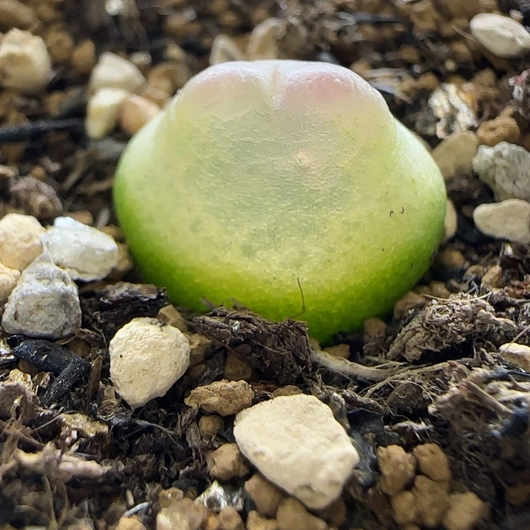 403拉登带盆土1.4厘米