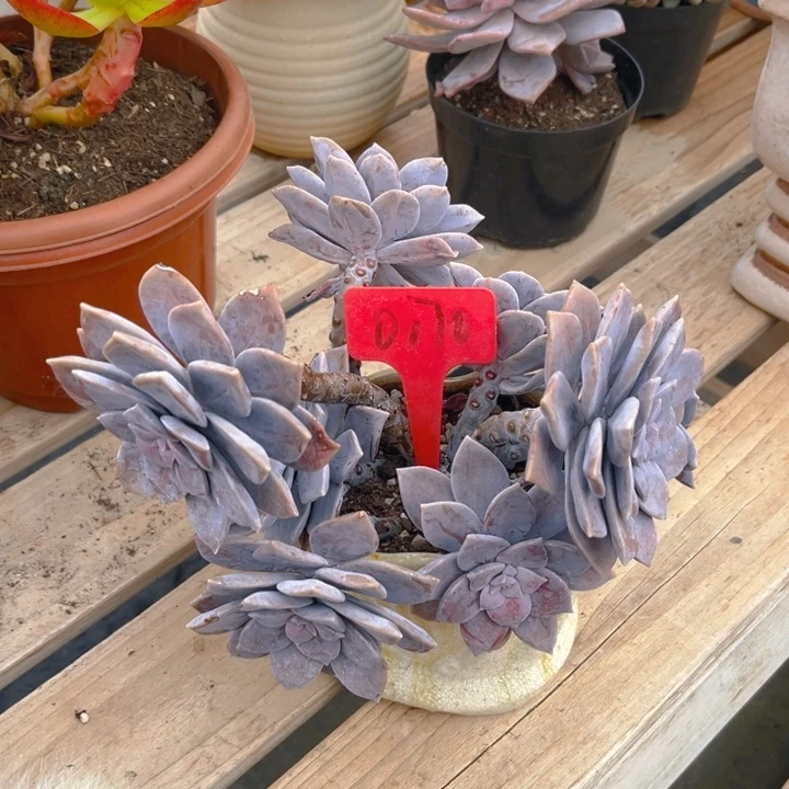 华丽风车多肉植物0170