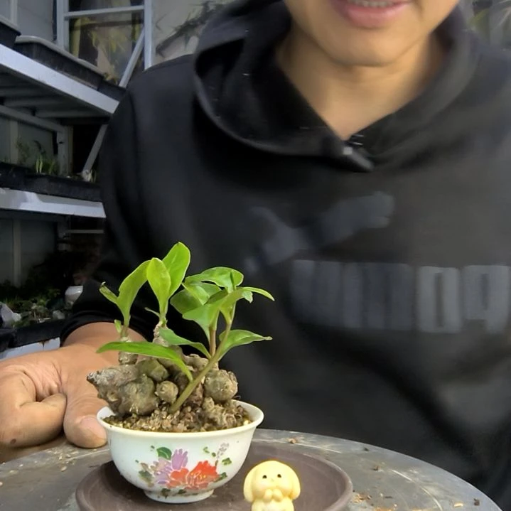 窝*中青园艺一物一拍133