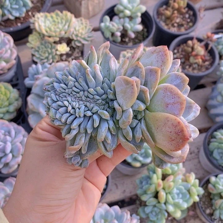 星影缀，瑕疵一颗1111