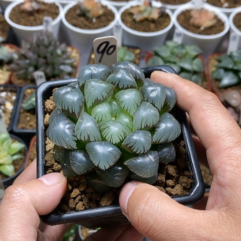 【闪购商品】90 ob母本