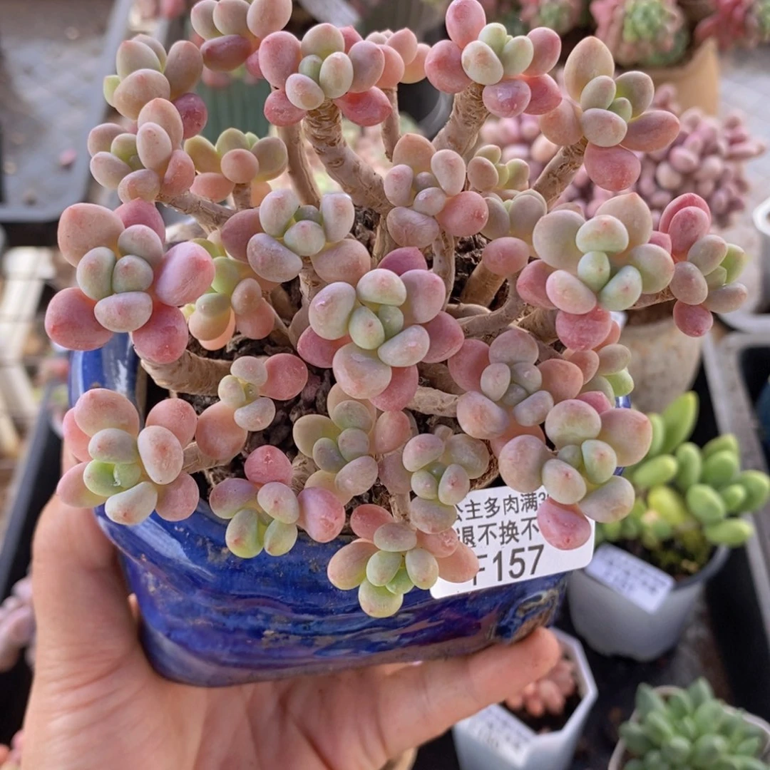 鱼子酱老桩11cm157多肉植物