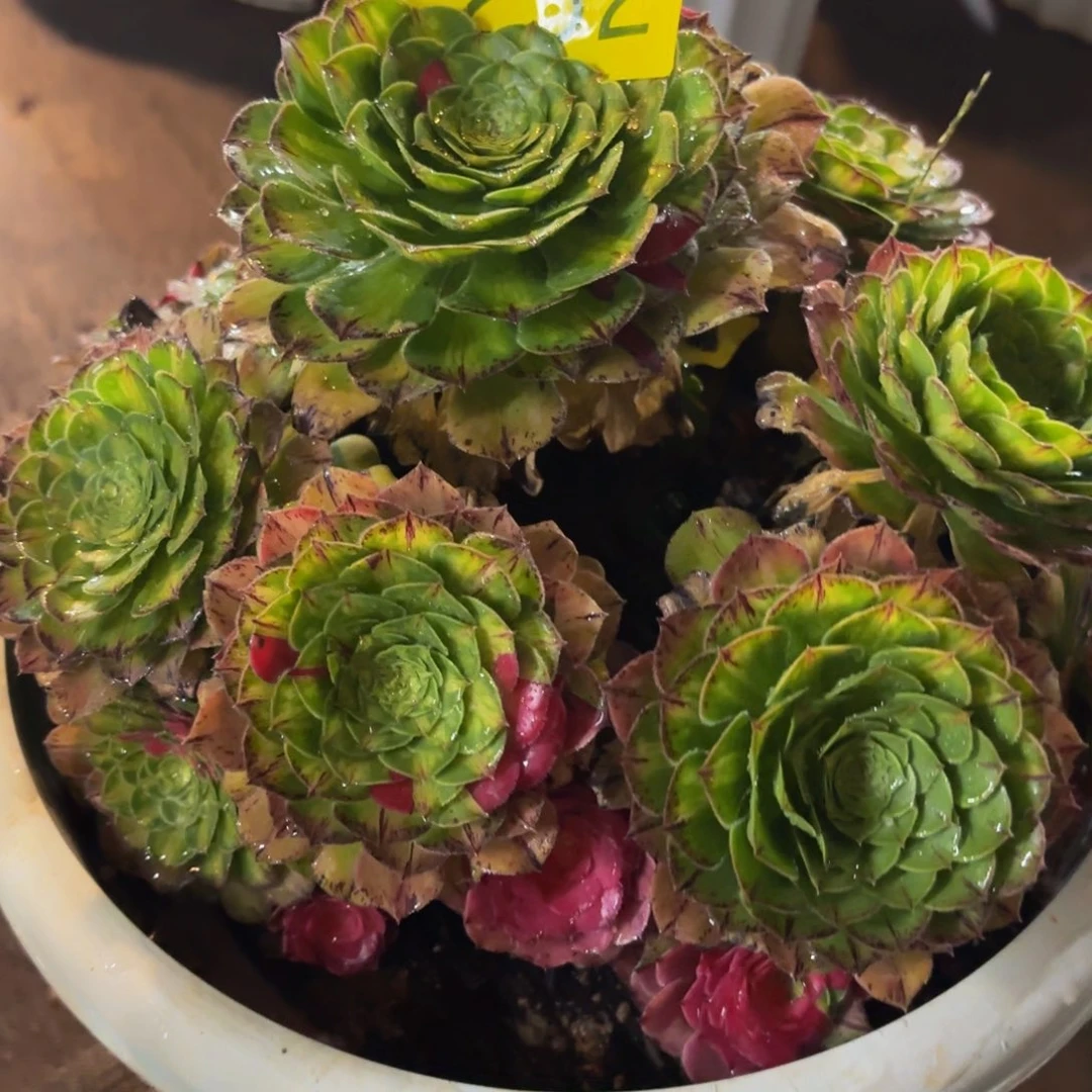 哈哈多肉葡萄福利232