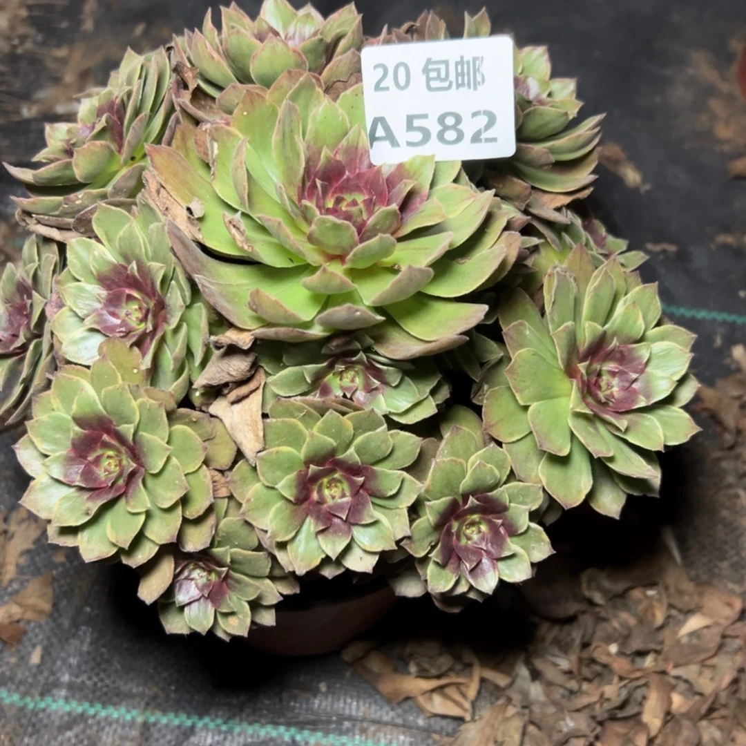 582红丝绒，满20包邮