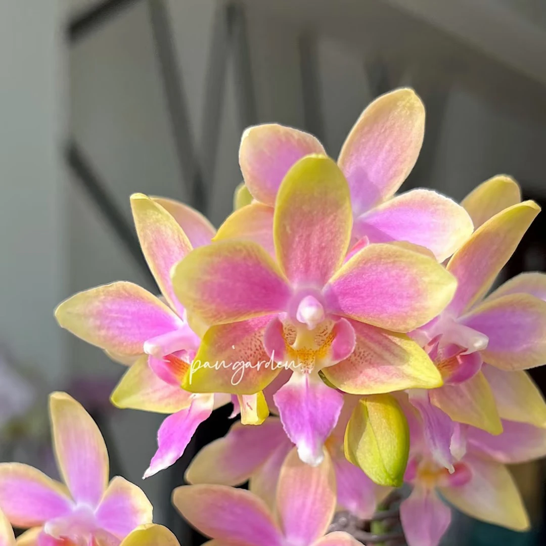 金树一代｜5寸蝴蝶兰开花株