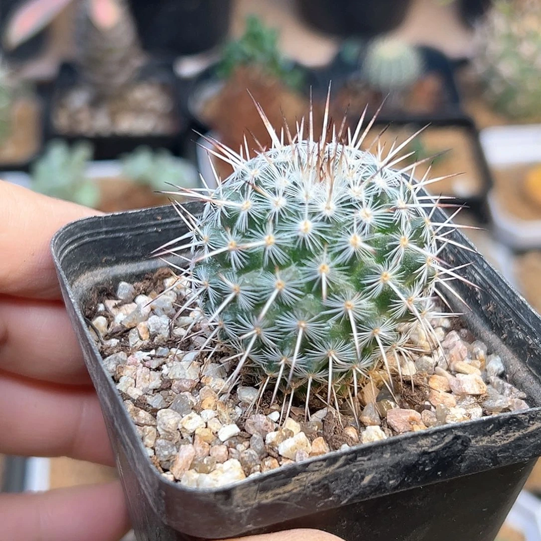 白王丸实生球一颗