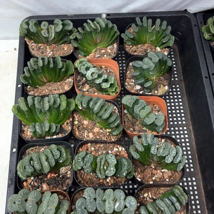 母本玉扇 带盘发货