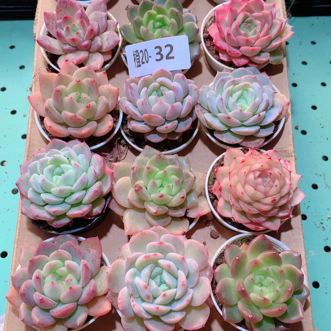 20-32一物一拍多肉带盆18颗