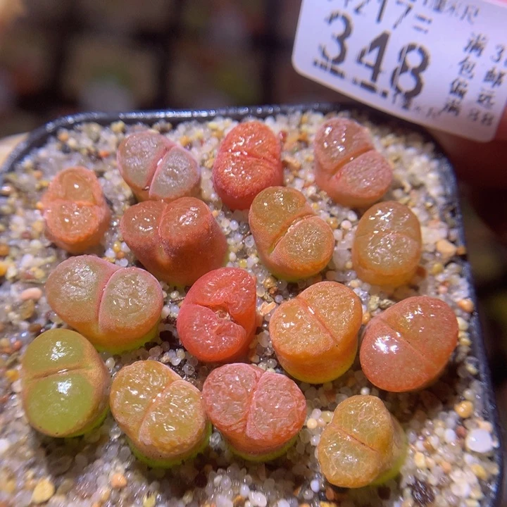 精品生石石217.348