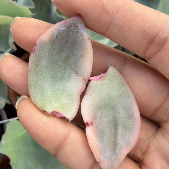 伊丽莎白锦一组叶片