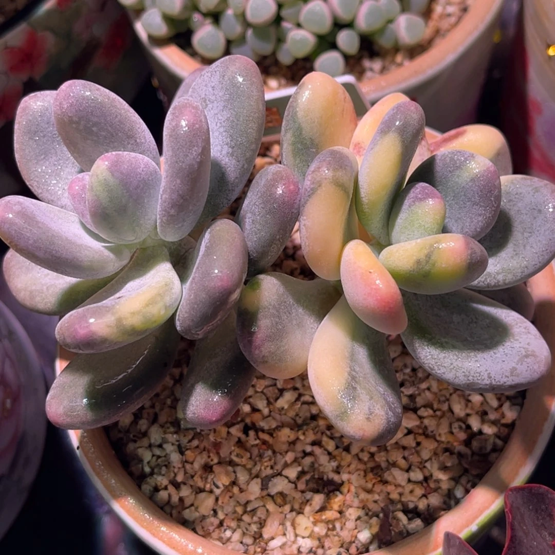 尚品特价大叶奶酪锦老桩