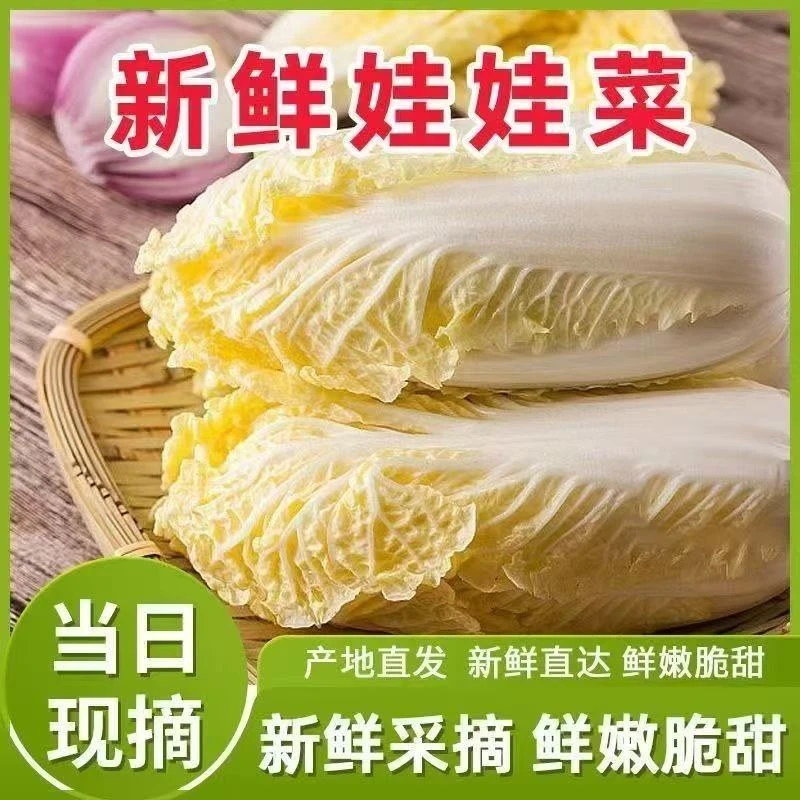 甘肃高原现摘现发黄心娃娃菜新鲜时令清甜软糯无筋无丝