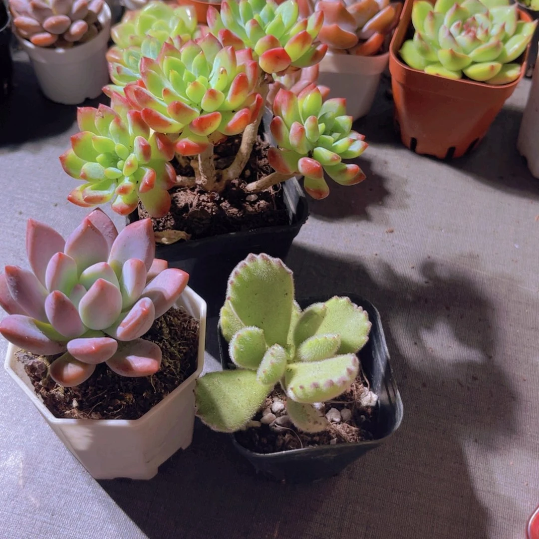 绿熊。奥普。蓝苹果