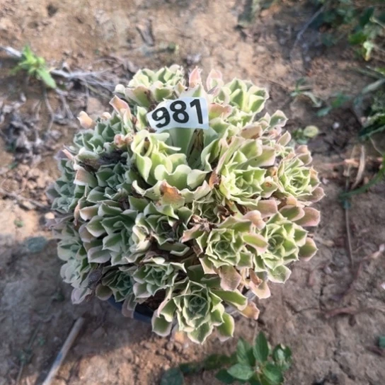 无花朵雨花石981号不包断枝