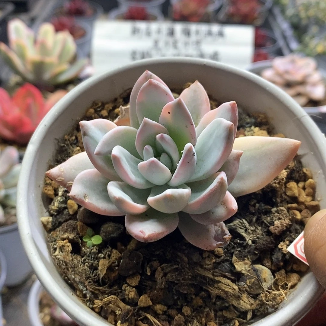 1525霜之朝锦多肉