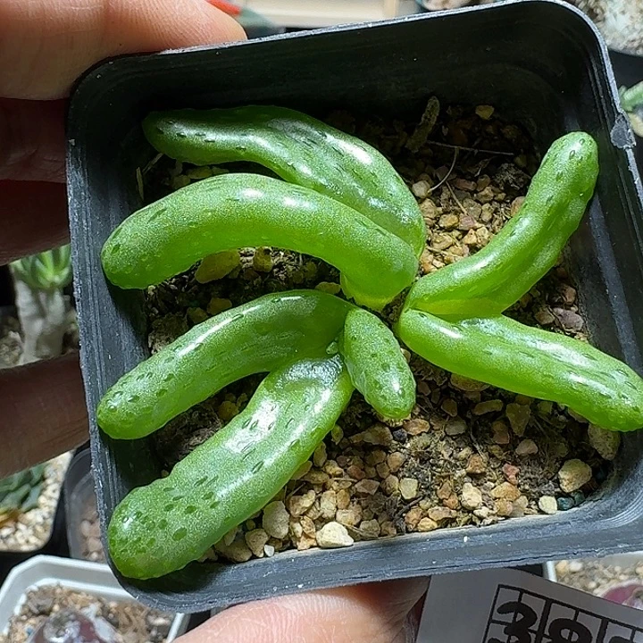385怪奇玉脱土发货