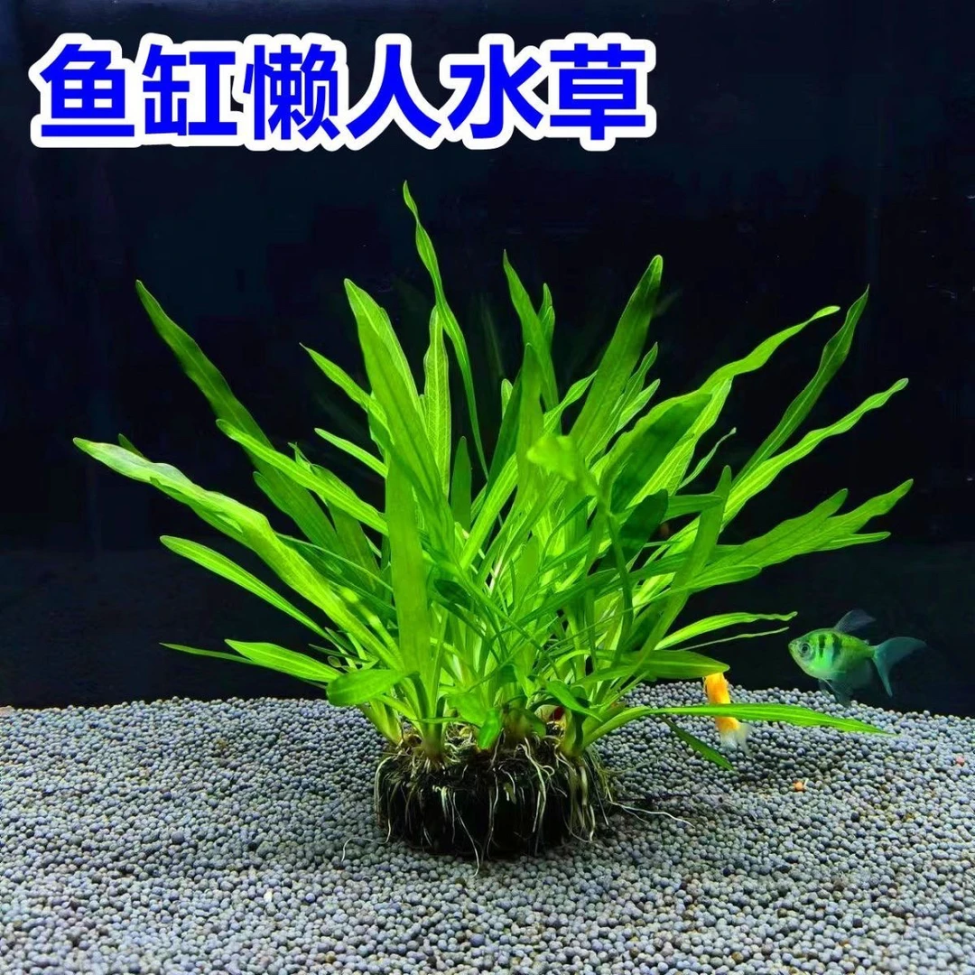 迷你九冠坨草皮实抗造飘逸造景成景水培植物懒人绿植小型水草鱼缸