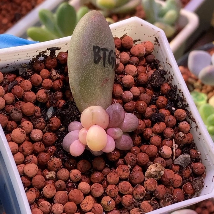 白糖果奶酪锦多肉植物多肉植物