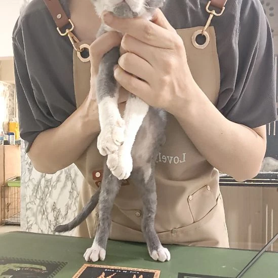 德文德文卷毛猫蓝白开脸