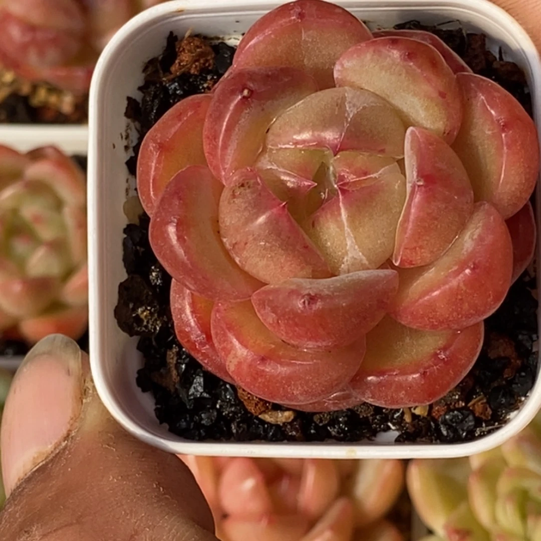 天官赐福百无禁忌