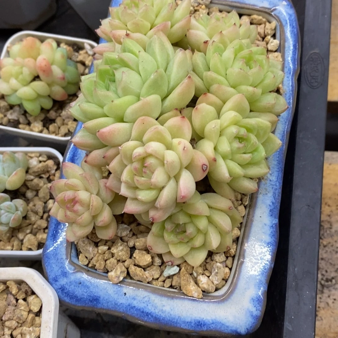 精品多肉一物一拍不包整107