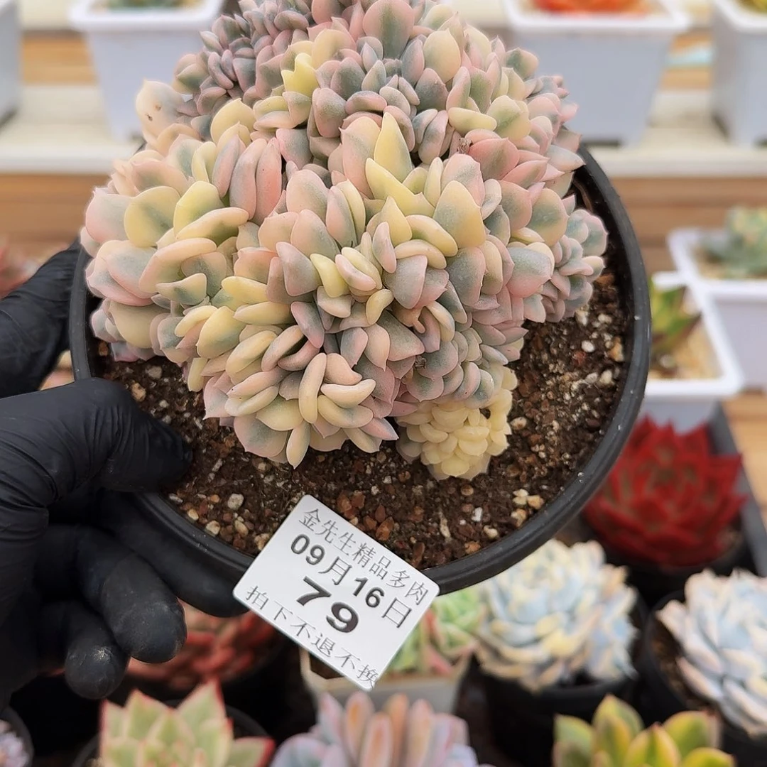 0916-79雪精灵锦缀
