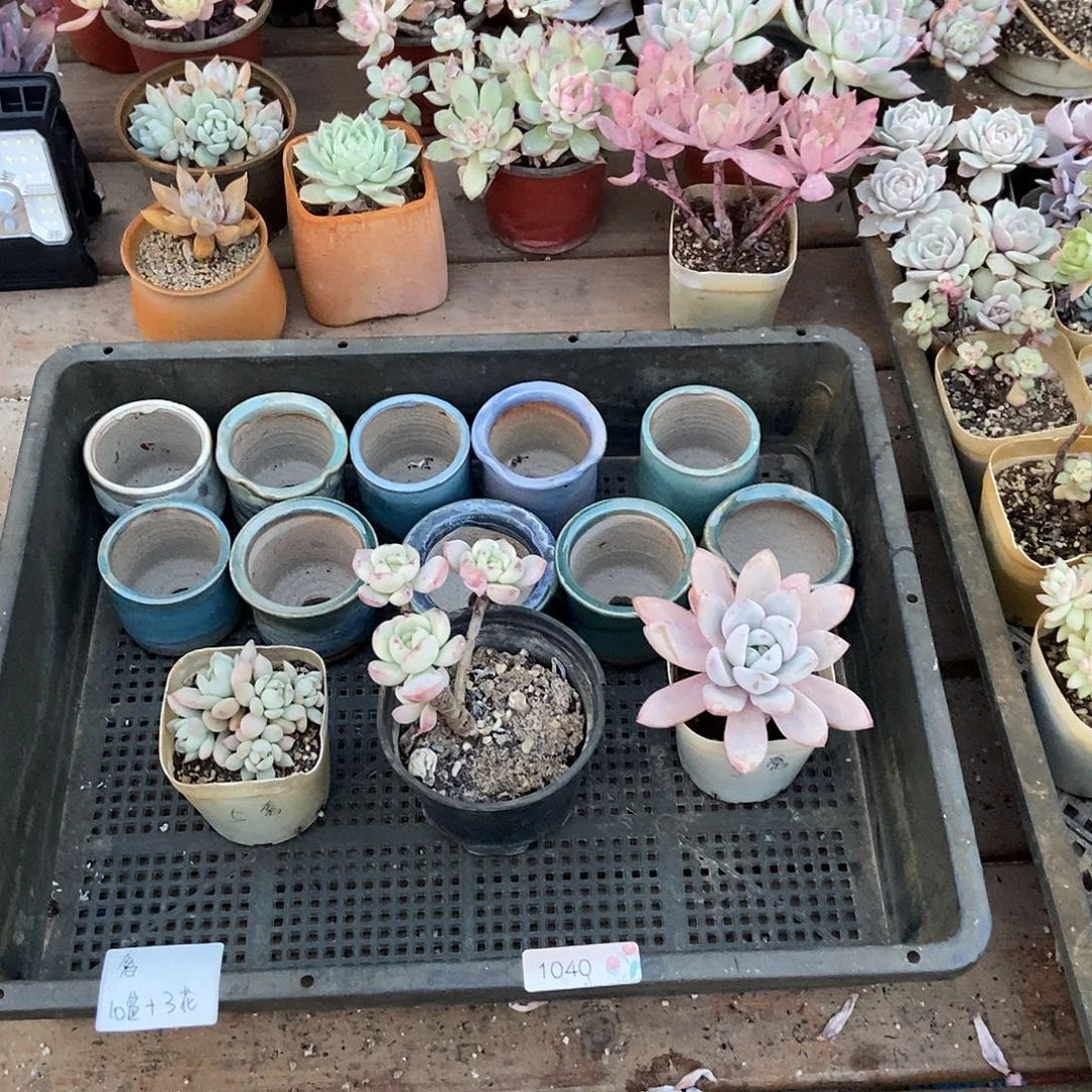 1040号阿奢加单多肉三颗加单多肉