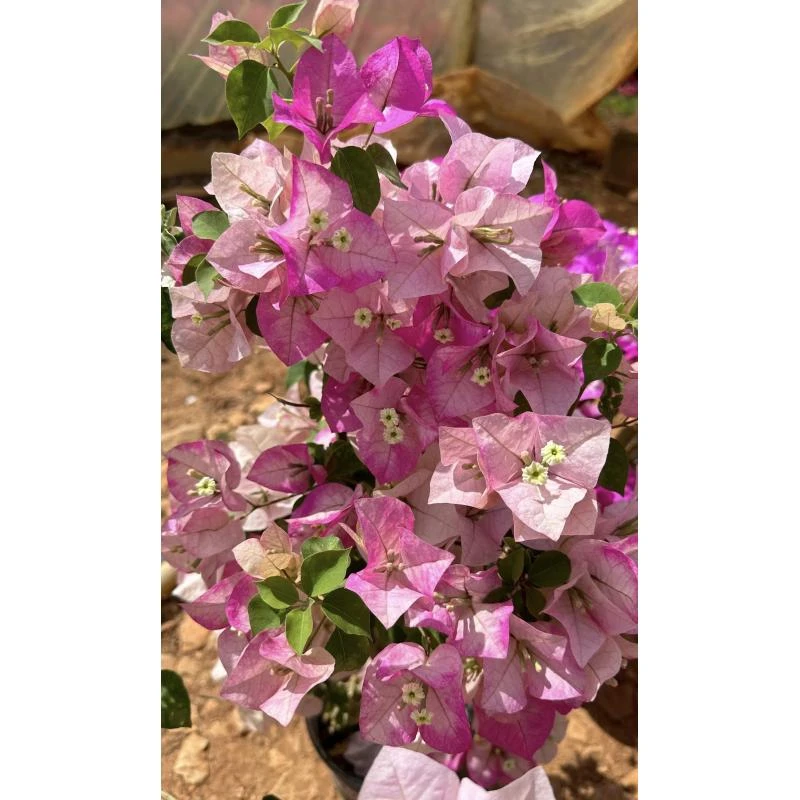 新品【末代皇后】三角梅好养阳台勤花可爬藤可垂丝勤花不带花
