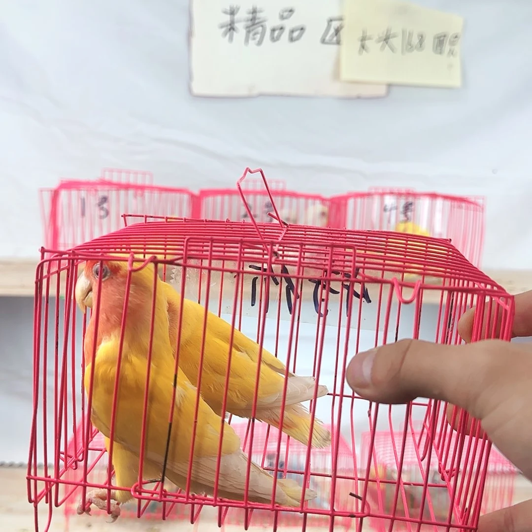 止***片虎皮鹦鹉一物一拍