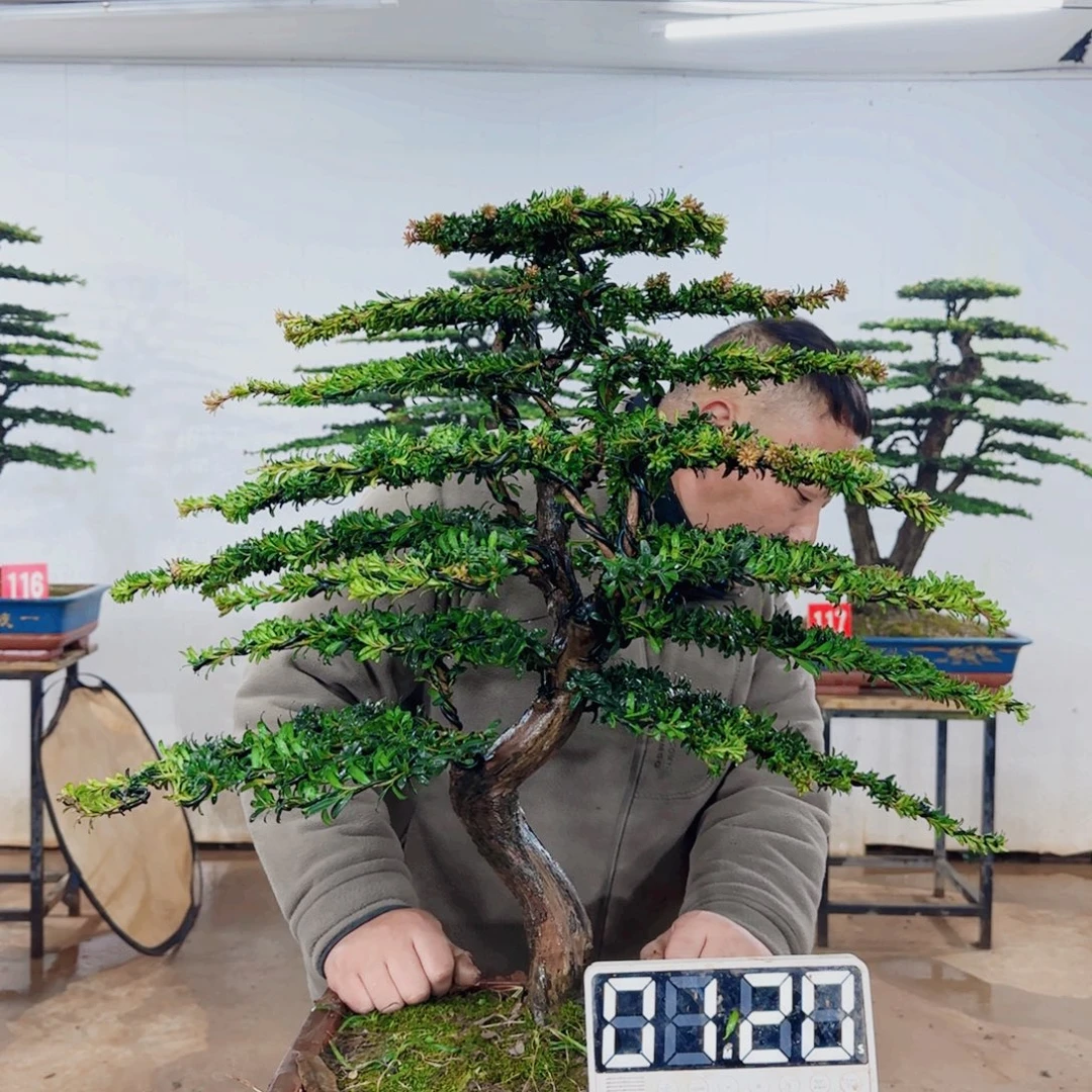 无花朵盆景园林……