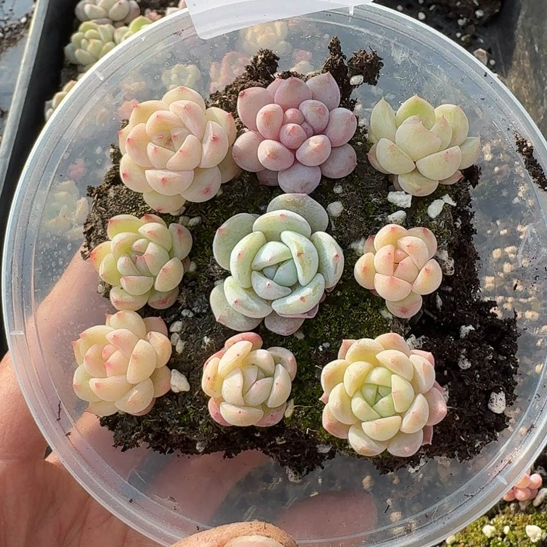 杂交新品珍妮多肉623