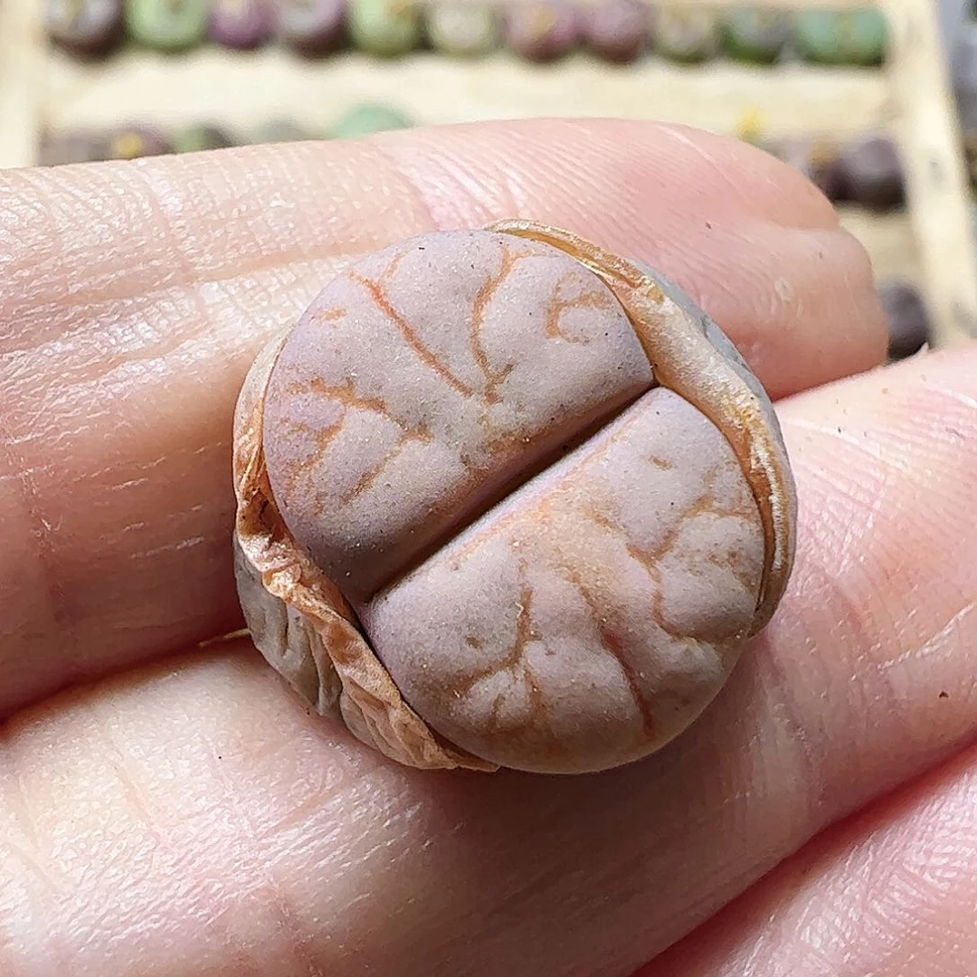 无花朵留碟体拿铁…………………