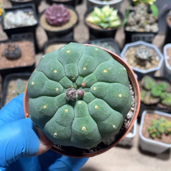 077实生无刺奇仙玉