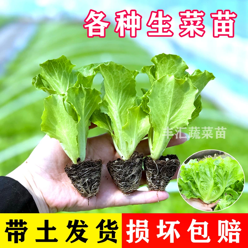 生菜苗秧苗带土意大利大速生奶油阳台水培盆栽盆栽种子蔬菜