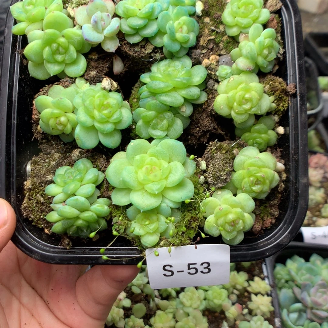 无花朵S53英语英语