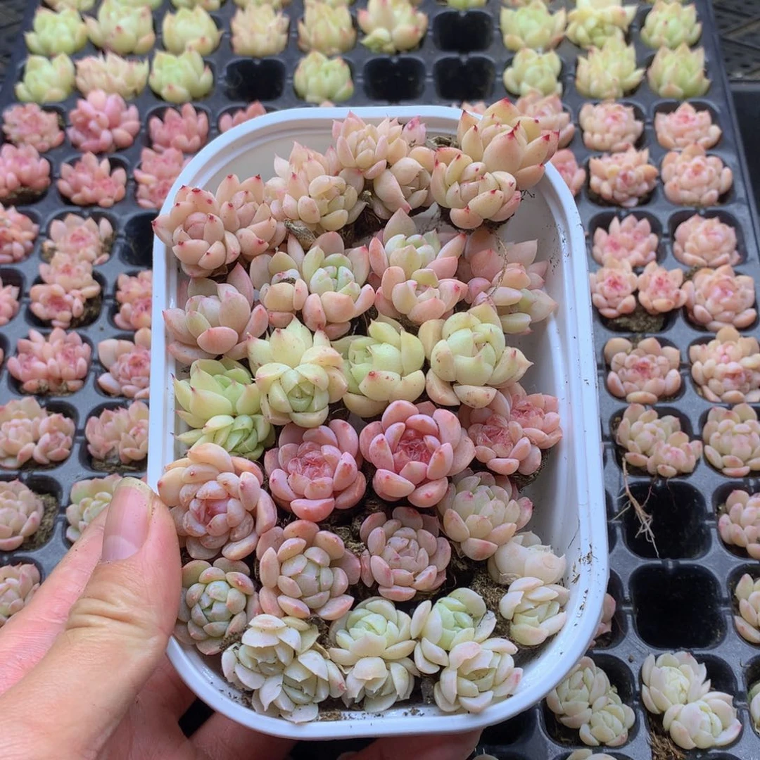 反反复复还是去了一009