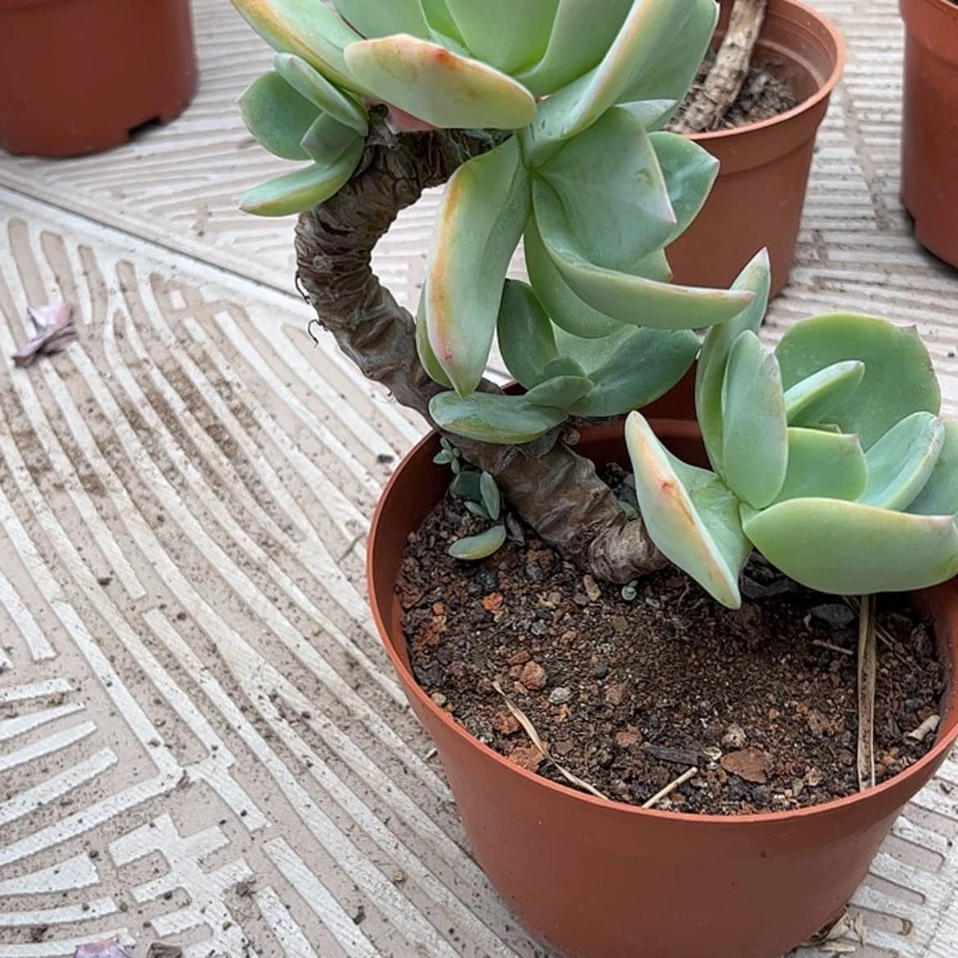 【闪购商品】无花朵小*皮