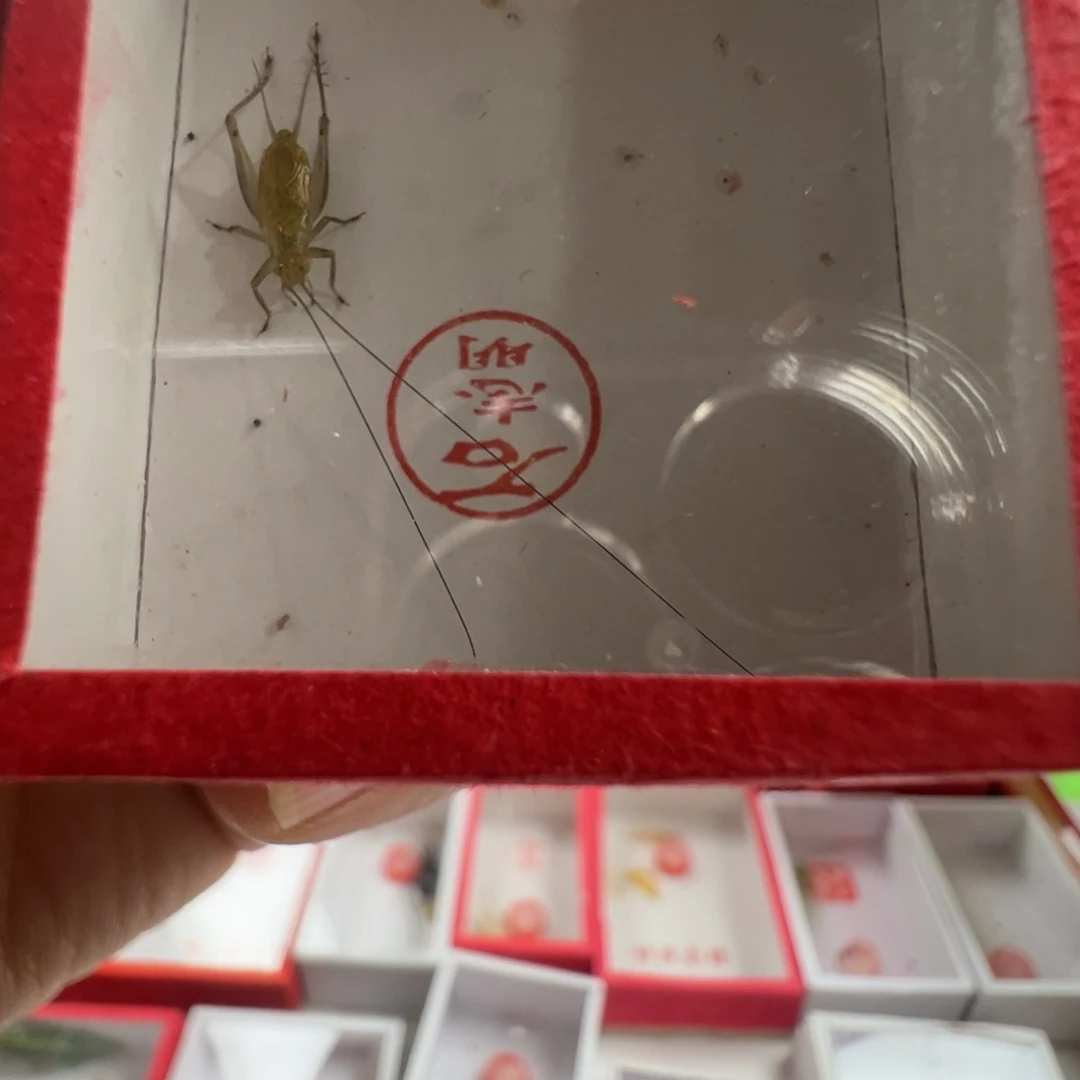 蟋蟀一只石老师中须