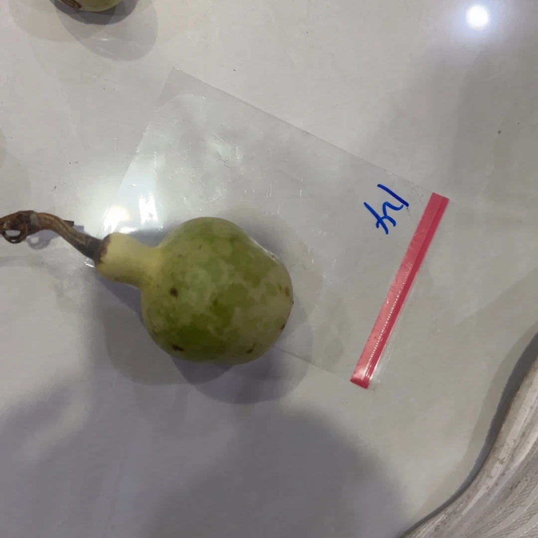 用***7青皮不包成青皮不包成