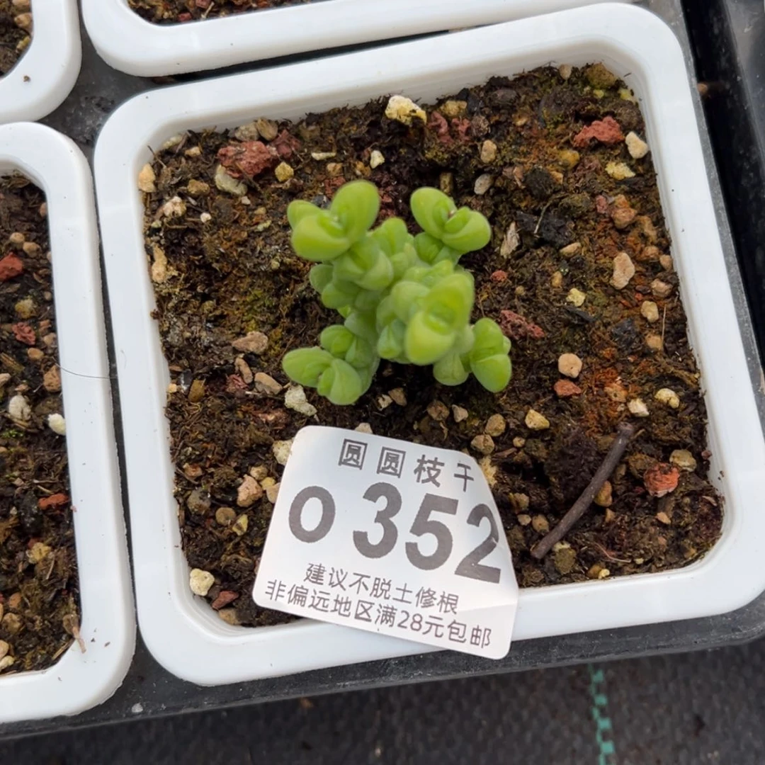 【闪购商品】E****to352元宝枝干番杏