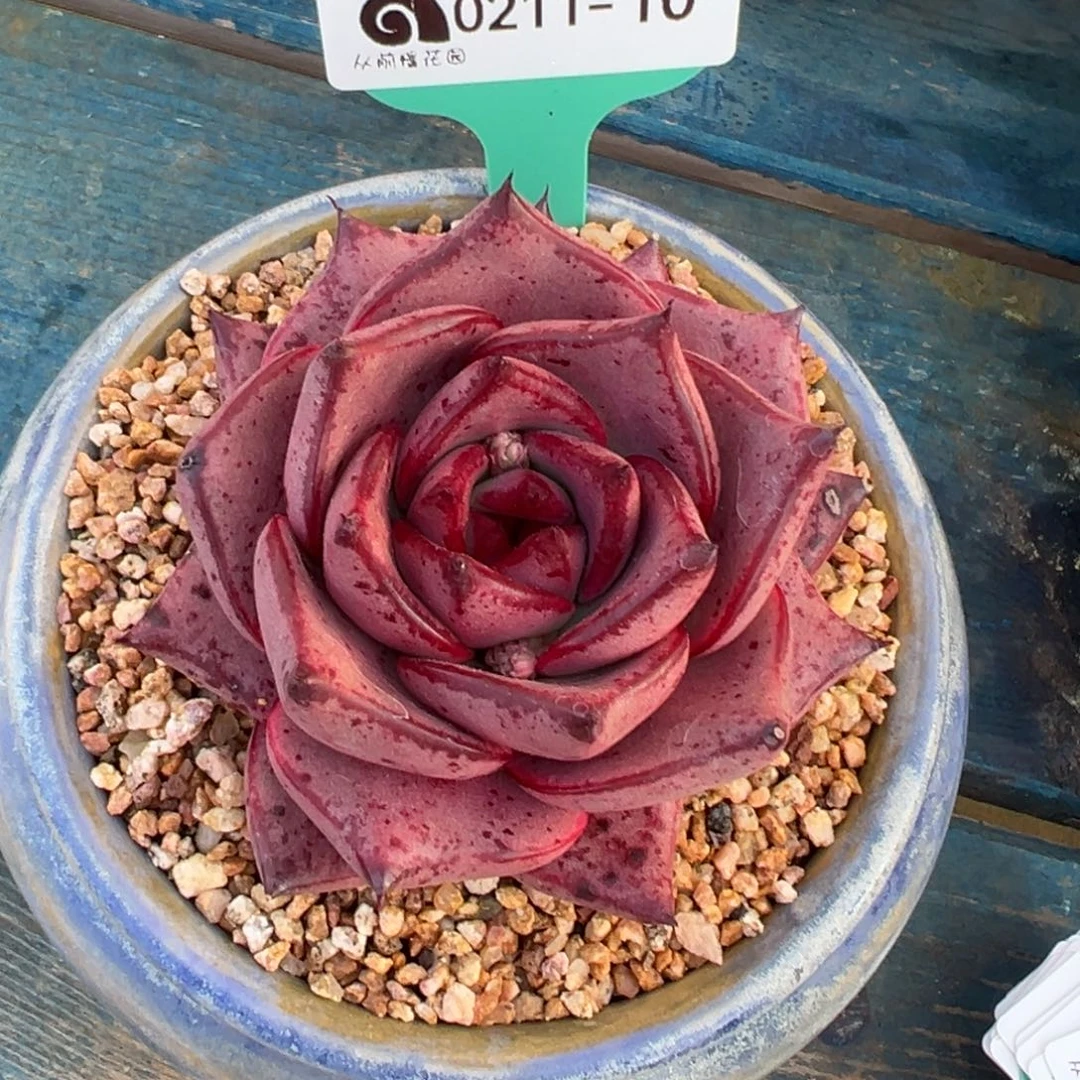 从前慢多肉精选编号0211.10